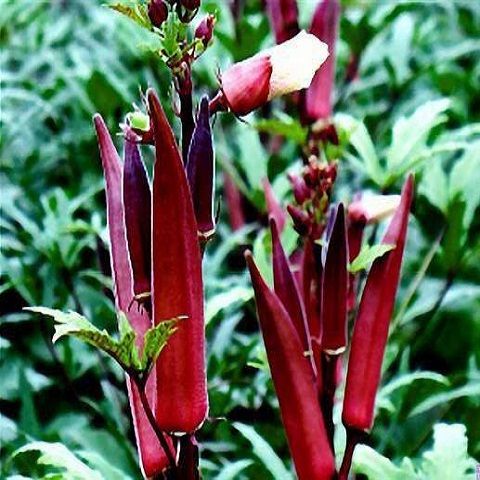 Hạt giống đậu bắp đỏ - Ảnh 1